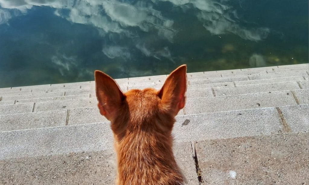 Hundekopf von hinten, an Ufertreppe sitzend, guckt in den gespiegelten Himmel mit Wolken in einen Teich.