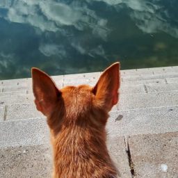 Hundekopf von hinten, an Ufertreppe sitzend, guckt in den gespiegelten Himmel mit Wolken in einen Teich.