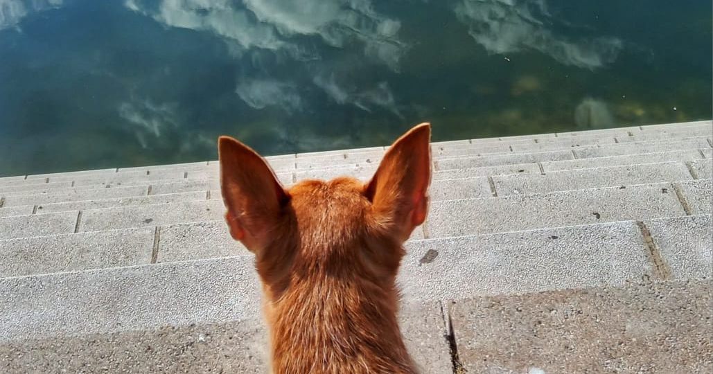 Hundekopf von hinten, an Ufertreppe sitzend, guckt in den gespiegelten Himmel mit Wolken in einen Teich.